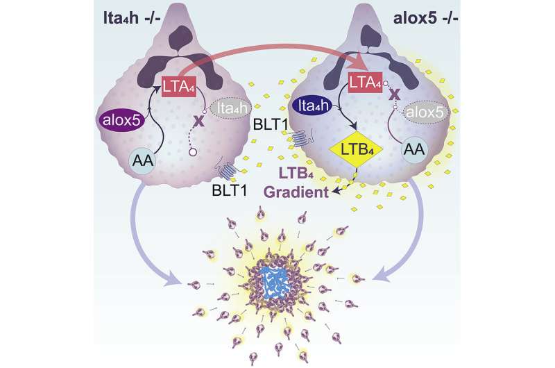 neutrophils overcome t