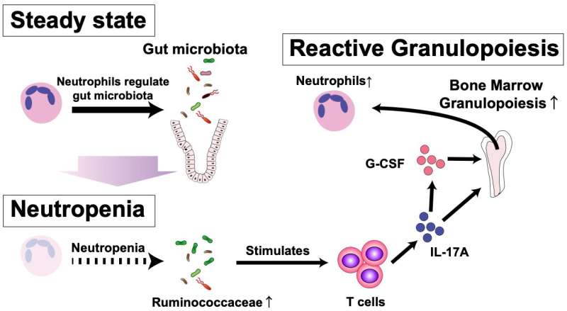 intestinal microorgani