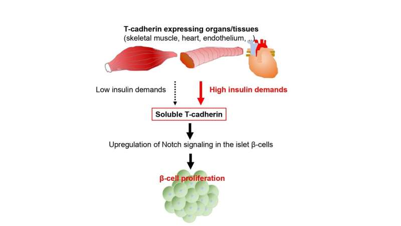 new insights into the 13