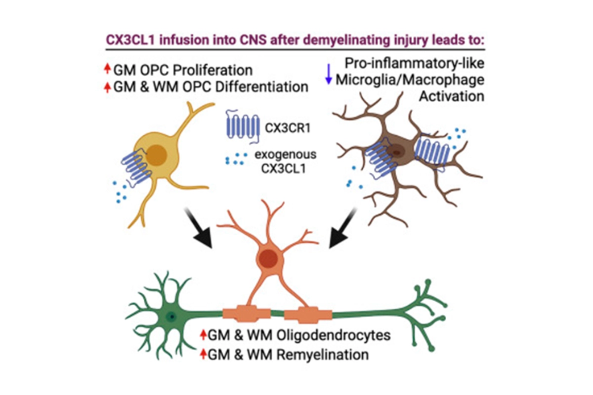 La fractalquina promueve la remielinización en el sistema nervioso central
