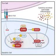 Can science take the STING out of runaway inflammation?